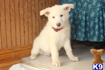 Puppies in PA